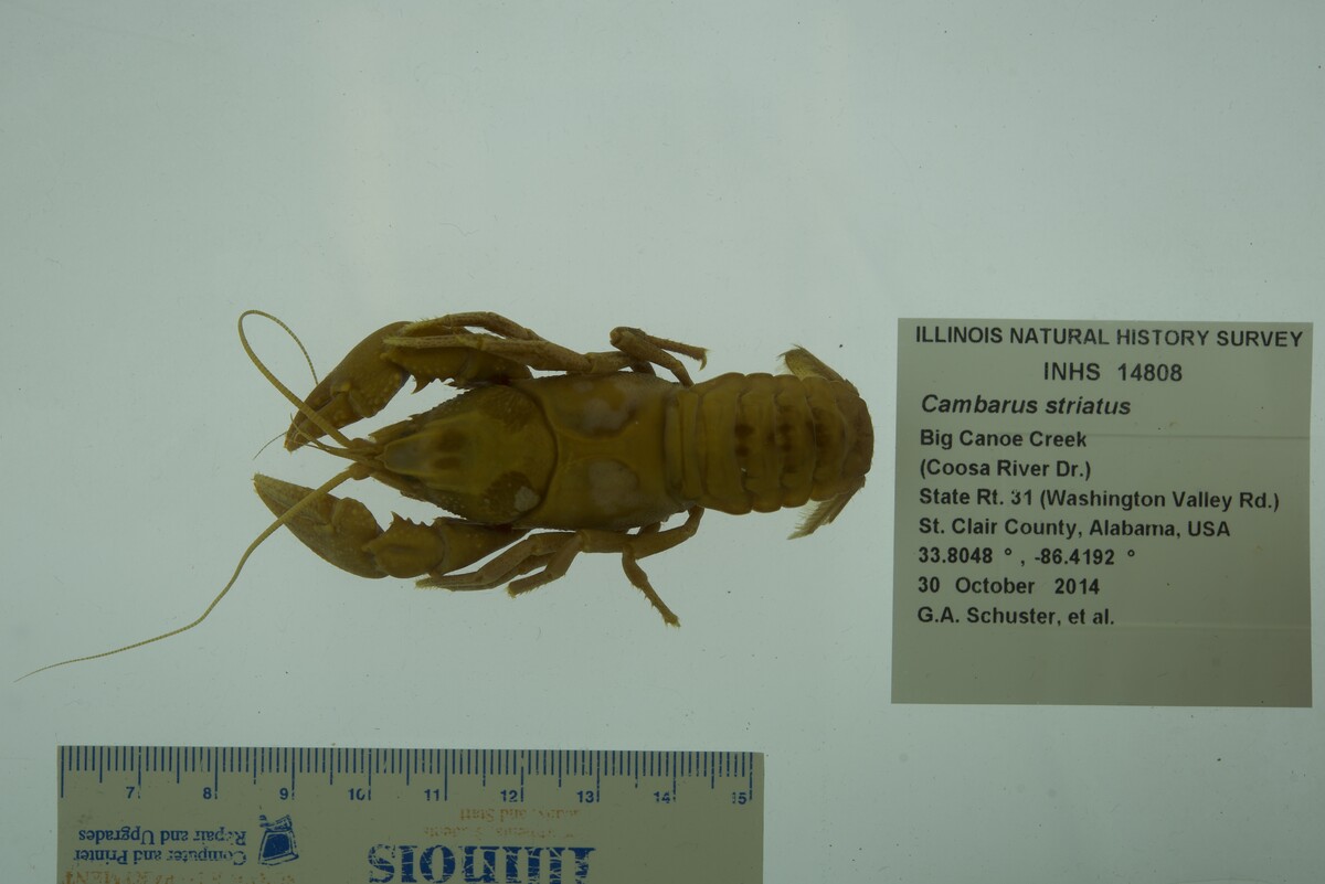 Cambarus striatus image